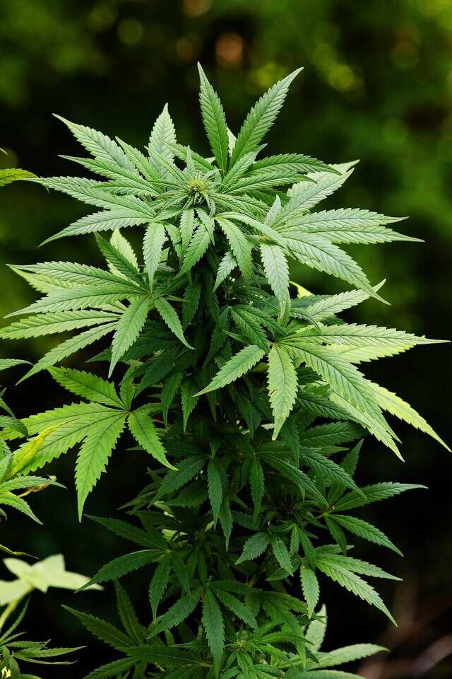 Feuilles et fleurs d’un plant de cannabis.