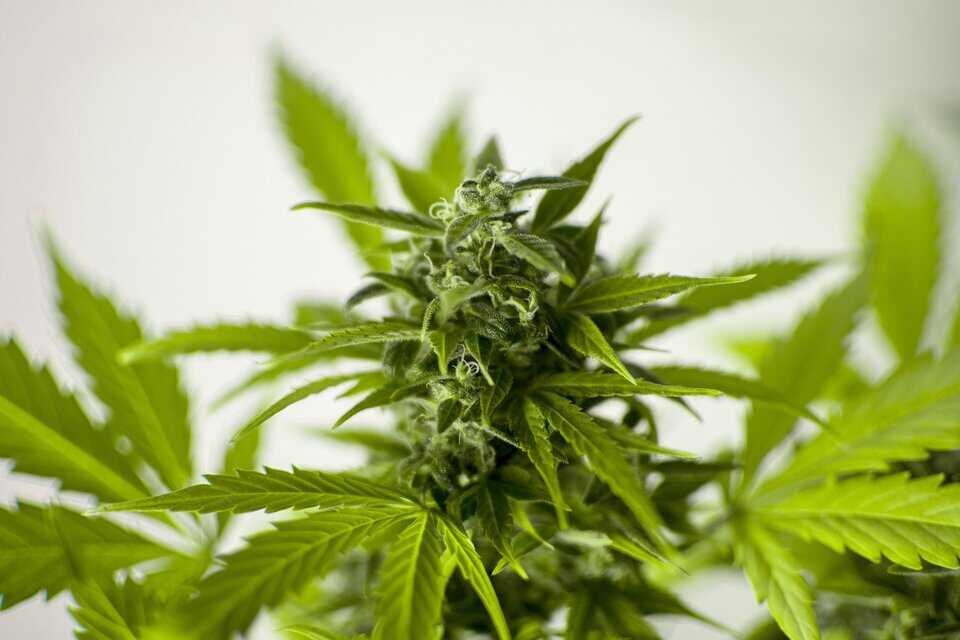 Gros plan sur les feuilles et les fleurs d’un plant de cannabis.